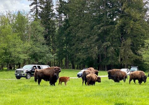 Take A Wild Drive Tour At Northwest Trek In Washington And View Wildlife From Your Car