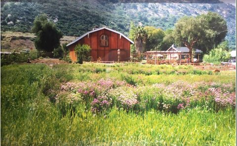 The Old Farm In Southern California That's A Coffee Shop, Gift Shop, and Plant Nursery All In One