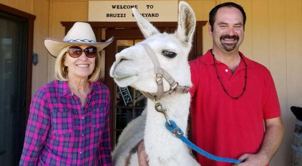 You Can Drink Wine With Llamas At Bruzzi Vineyard In Arizona