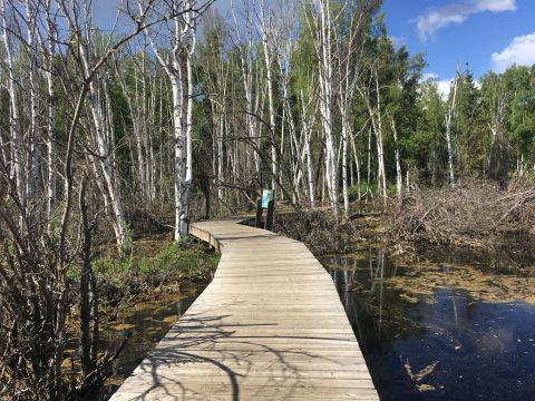 Explore This Boardwalk Trail Through The Boreal Forest In Alaska