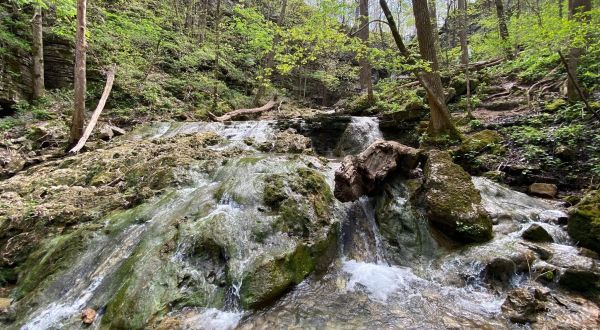 The Shirley Miller Wildflower Trail In Georgia Will Lead You Straight To A Hidden Waterfall