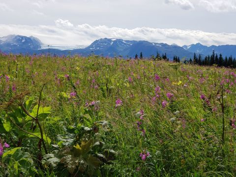 Watch The Wildflowers Pop Up On Alaska's Alpine Meadow Trail