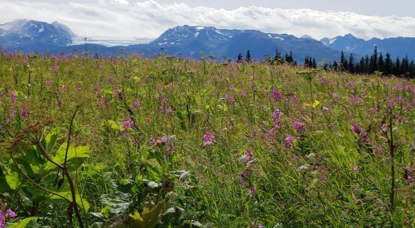 Watch The Wildflowers Pop Up On Alaska’s Alpine Meadow Trail