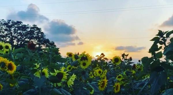 Frolic Through A 5-Acre Sunflower Trail At Froberg’s Farm In Texas