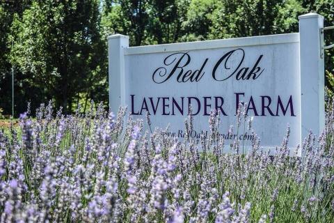 The Largest Lavender Farm In Georgia Is Back Open For Business