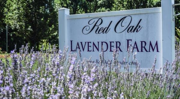 The Largest Lavender Farm In Georgia Is Back Open For Business