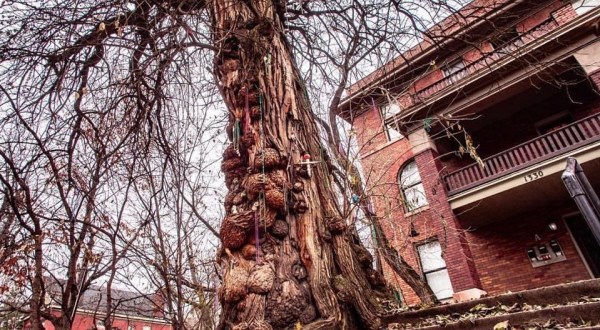 Bizarre Circumstances, History, And Mystery Combine At The Witches’ Tree In Kentucky