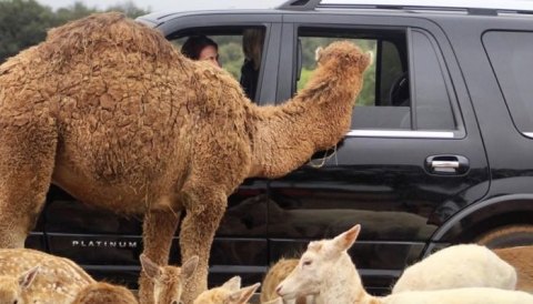 These 5 Drive-Thru Safaris In Texas Are A Wild Adventure For The Whole Family