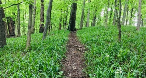 Hiking At Jefferson Memorial Forest In Kentucky Is Like Entering A Fairytale