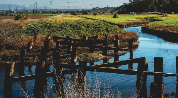 Few Southern Californians Have Explored The Ballona Freshwater Marsh, A Hidden Natural Wonder Inside The Wetlands Ecological Reserve