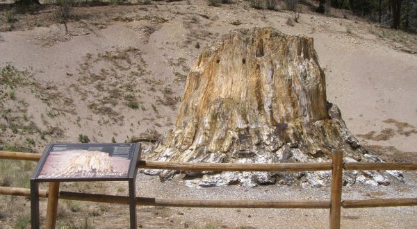 At Over 34 Million Years Old, Some Of The Oldest Trees In The World Are Found In Colorado