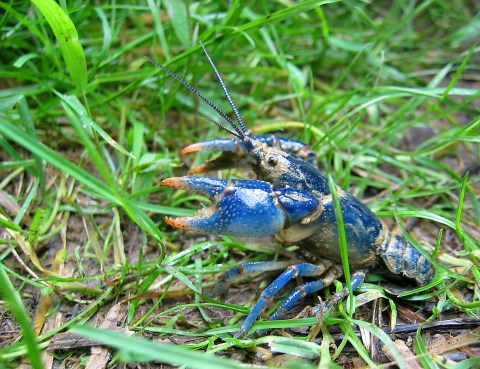 A New, Blue And Rare Species Of Crayfish Was Recently Discovered In Ohio