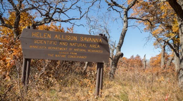 See Minnesota As It Was Centuries Ago When You Visit The Rare, 80-Acre Helen Allison Oak Savanna