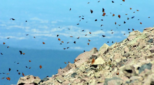 Every Summer, Millions Of Butterflies Visit Lassen Peak In Northern California And It’s A Surreal Sight