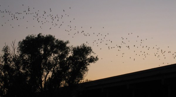 Up To 250,000 Bats Flock To The Yolo Causeway In Northern California Every Summer