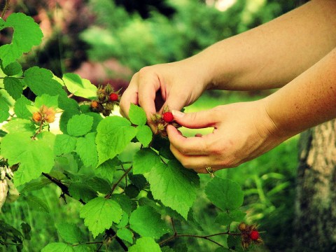 It's The Perfect Time To Forage For These Wild Berries In The Woods Of West Virginia As You Hike This Summer