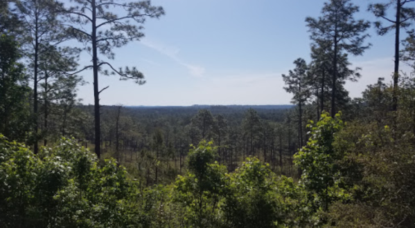 You Can Drive Up To The Gorgeous Longleaf Vista In Louisiana For An Incredible View From Your Car