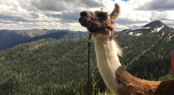 You Can Drink Wine With Llamas At Swan Mountain Llama Trekking In Montana
