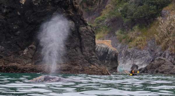 Get Up Close To Whales And Wildlife On The Trinidad Bay Kayak Tour In Northern California