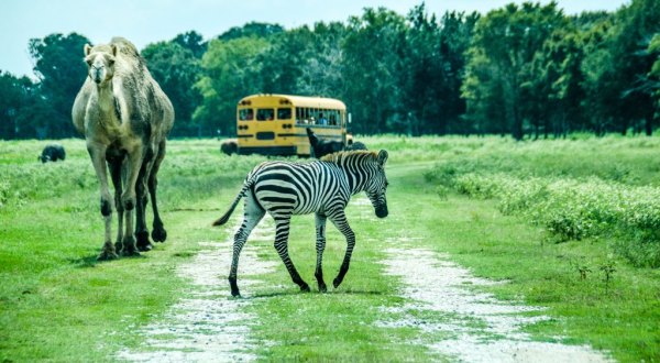 The Whole Family Will Love This Drive-Thru Safari Park In Louisiana