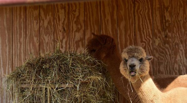 Take The Whole Family To Pet Alpacas At Good Karma Ranch In North Carolina