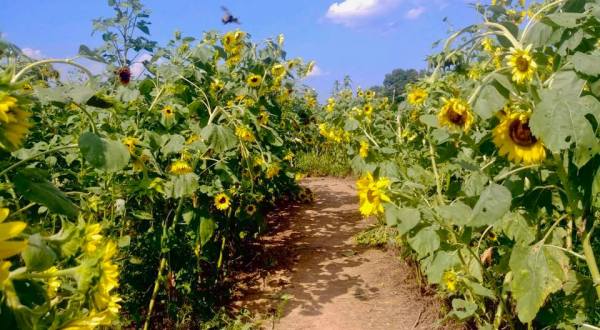 Wander Through A Sunflower Maze At Goldpetal Farms In Maryland