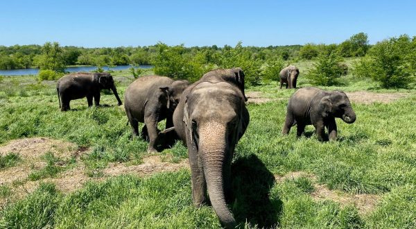 Take The Whole Family To Meet Elephants At The Endangered Ark Foundation In Oklahoma