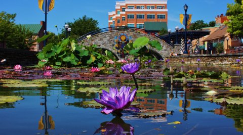 The Colorful Blooms At Maryland's Carroll Creek Park Are One Of The Best Things About Summer