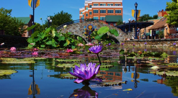 The Colorful Blooms At Maryland’s Carroll Creek Park Are One Of The Best Things About Summer