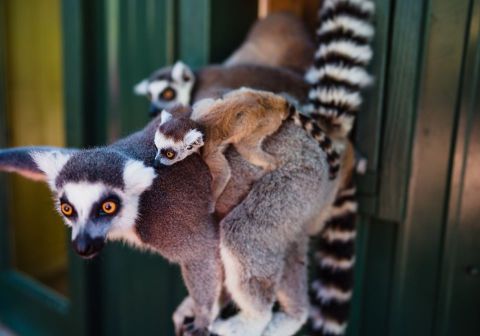 Take The Whole Family To Feed Monkeys And Lemurs At Bee City In South Carolina