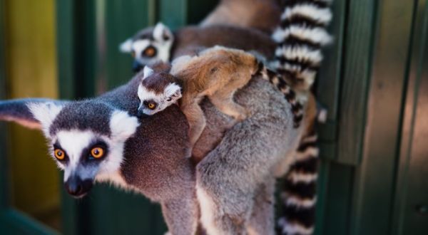 Take The Whole Family To Feed Monkeys And Lemurs At Bee City In South Carolina