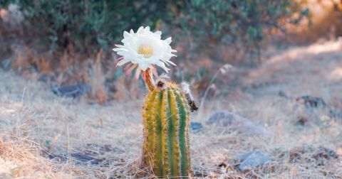 Cactus Flowers Are Blooming In Arizona And Here Are The 7 Best Places To Spot Them