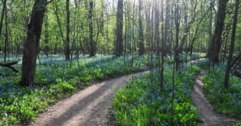 A Secret Garden Hike In Virginia, The Bluebell Trail Is Full Of Enchanting Views