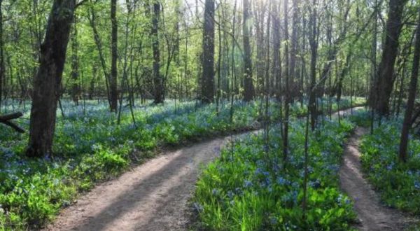 A Secret Garden Hike In Virginia, The Bluebell Trail Is Full Of Enchanting Views