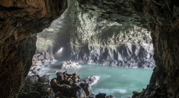 The Largest Sea Cave In America, Oregon’s Sea Lion Caves Is Home To Hundreds Of Stellar Sea Lions