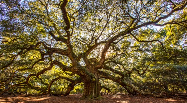 South Carolinians Will Never Forget Their First Time Visiting Angel Oak In South Carolina
