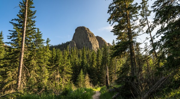 Walk Among Some Of The Tallest Trees In South Dakota At Custer State Park