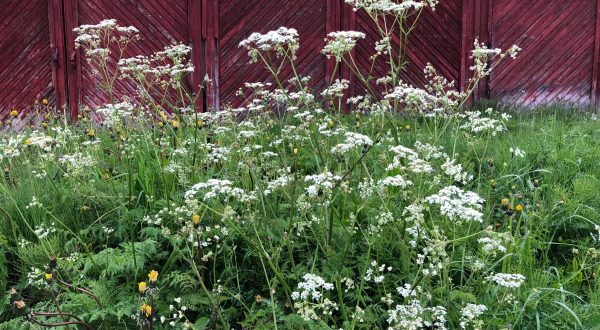 Poison Hemlock Is Blooming In Nebraska And Here’s What You Need To Know