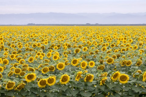 A Visit To Northern California's Roadside Sunflower Fields Will Brighten Up Your Summer