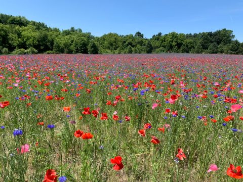 Step Into Another World When You Visit This Whimsical 4-Acre Poppy Field In West Michigan