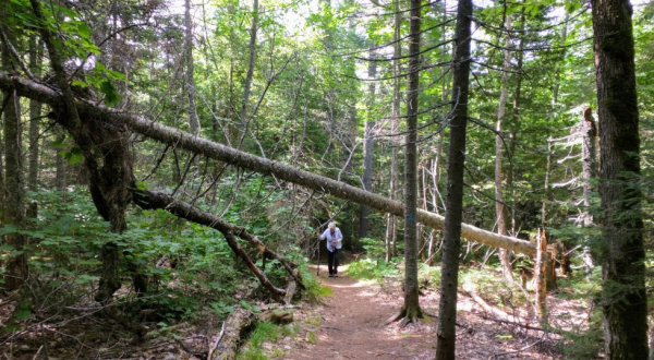 Immerse Yourself In A Magical Old-Growth Forest At Estivant Pines Nature Sanctuary In Michigan