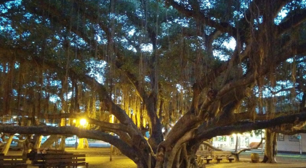 Walk Along The Largest Banyan Tree In Hawaii At Lahaina Banyan Court Park