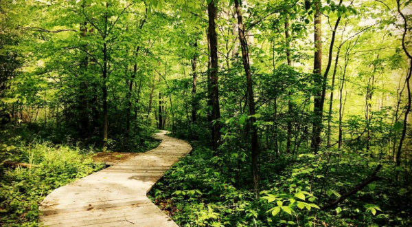 Take A Boardwalk Loop Trail At Lawrence Woods For An Underrated Ohio Adventure
