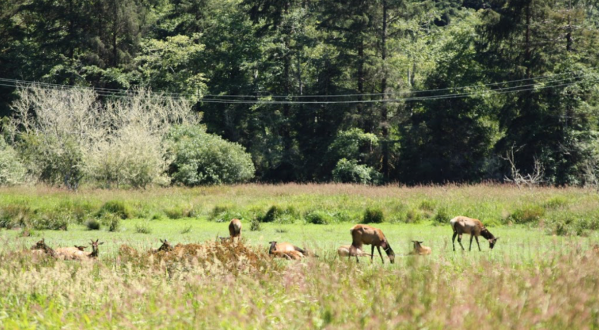 See How Many Majestic Elk You Can Spot At The Elk Meadow Picnic Area In Northern California