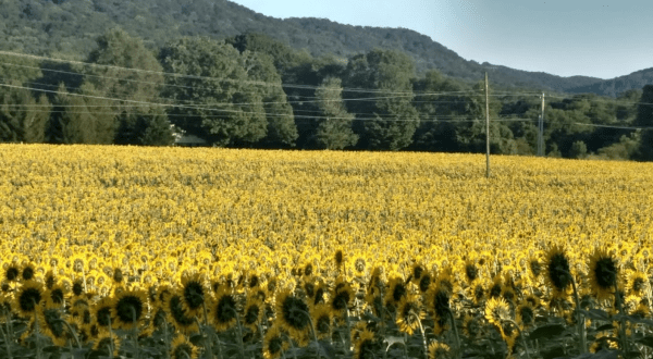 Step Into Another World When You Visit This Whimsical Sunflower Field In Tennessee