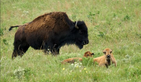 Get Up Close And Personal With Kansas's Beloved Bison At These 2 Idyllic Outdoor Spots