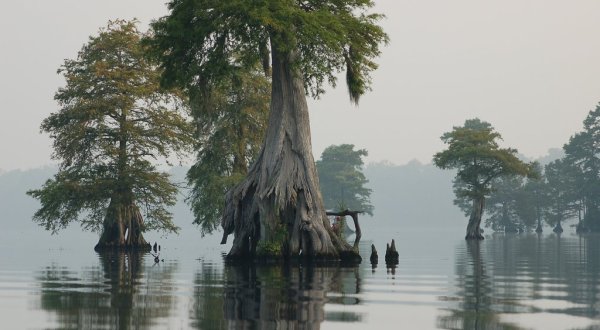 Full Of Water And Cypress Trees, The Great Dismal Swamp Wildlife Refuge In Virginia Is A Marshy Paradise