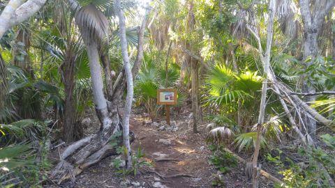 Enter A Tropical Forest Right Here In Florida At Curry Hammock State Park