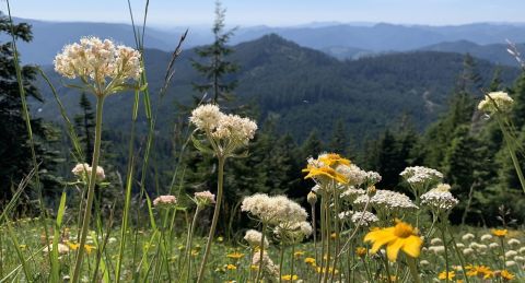 Walk Along The Cone Peak Trail In Oregon To Catch The Wildflowers That Bloom Every Summer