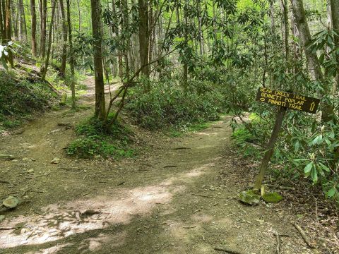 Hiking Bear Creek Trail In Georgia Will Feel Like You've Been Transported To The Rainforest